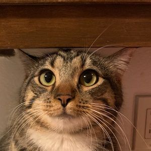 Meet your Posher, Rose